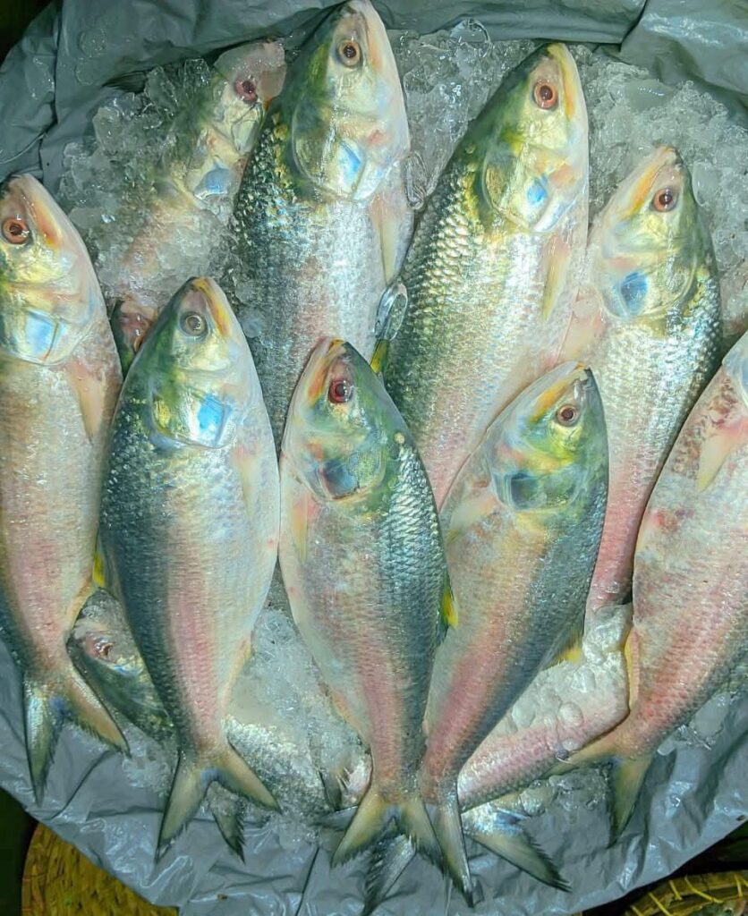 ১০ পিস ৫ কেজি → ৳ ১৮০০