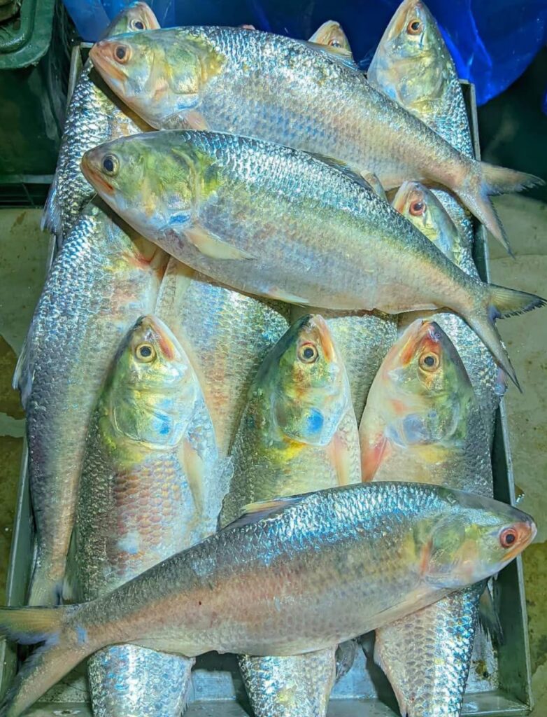 ৪ পিস ৬ কেজি → ৳ ৪০০০